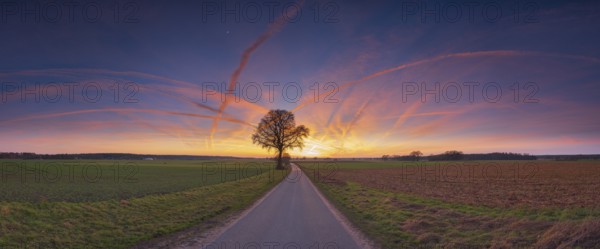 View along a road to a solitary tree in an agricultural environment with blue sky streaked with vapour trails at sunset, Panorama, Schneeren, Neustadt am Rübenberge, Hanover Region, Lower Saxony, Germany, Europe