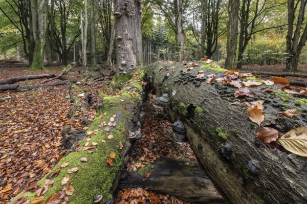 Tinder fungus (Fomes fomentarius) on beech deadwood, Emsland, Lower Saxony, Germany, Europe