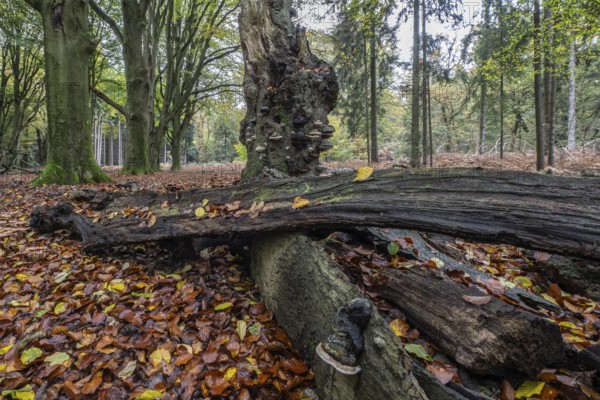 Tinder fungus (Fomes fomentarius) on beech deadwood, Emsland, Lower Saxony, Germany, Europe