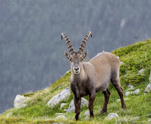 Alpine ibex (Capra ibex), adult male, Mont Blanc massif, Chamonix, France, Europe