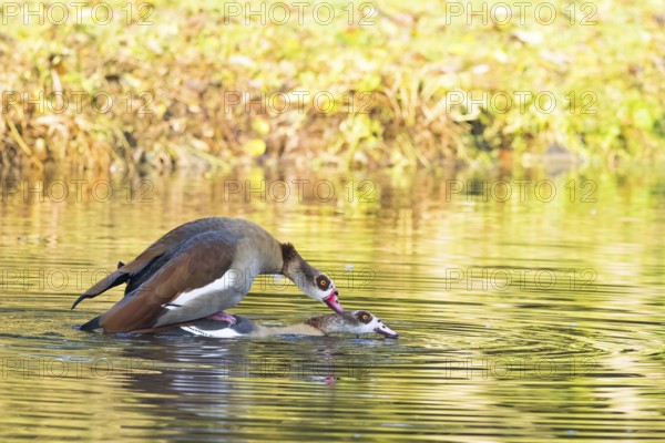 Two Nile Geese (Alopochen aegyptiacus) mating in the water of a pond surrounded by green foliage, Hesse, Germany, Europe
