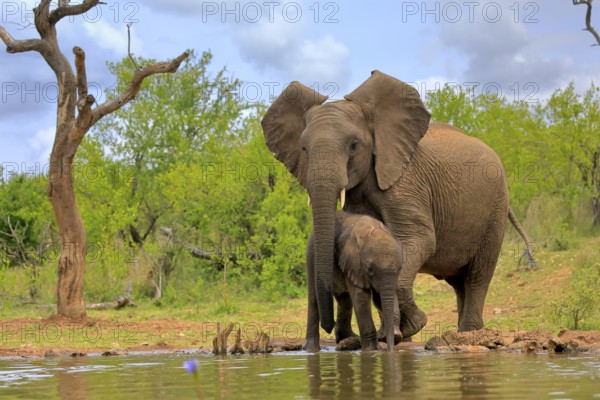 African elephant (Loxodonta africana), adult, male, bull, young animal, young bull with young animal, at the water, drinking, Kruger National Park, Kruger National Park, South Africa, Africa