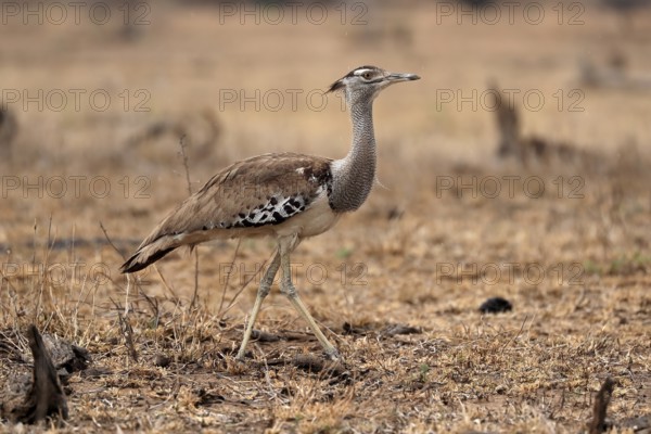 Giant bustard, kori bustard (Ardeotis kori), adult, running, foraging, alert, Kruger National Park, Kruger National Park, Kruger National Park South Africa