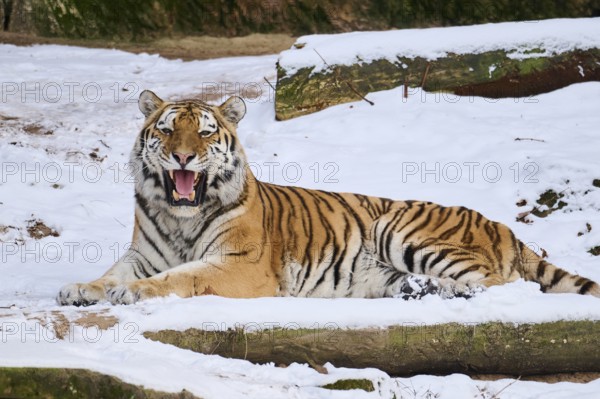 Siberian tiger (Panthera tigris altaica) lying in the snow in winter, captive, Germany, Europe