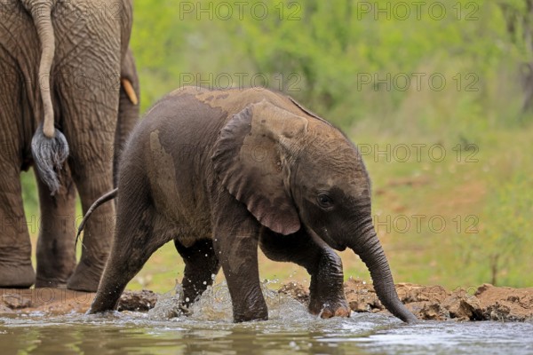 African elephant (Loxodonta africana), young animal, calf, baby elephant, mother, young animal with mother, at the water, drinking, Kruger National Park, Kruger National Park, South Africa, Africa
