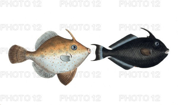 Fish, fishes, left: Balistes chinensis, the Chinese hornfish. right: Balistes ringens, the black hornfish, the black old Wife, Historic, digitally restored reproduction from a 19th century original, Record date not stated