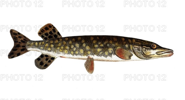 Fish, Fish, Genus of pike, Esox Lucio, Esox lucius, Pike, Northern pike, Historical, digitally restored reproduction from a 19th century original, Record date not stated