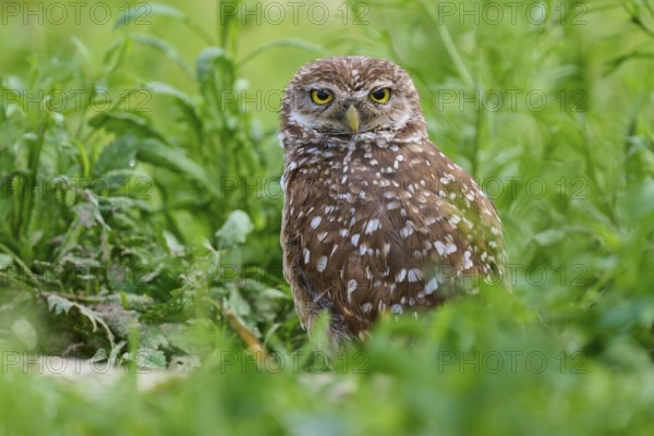Burrowing owl (Speotyto cunicularia), sitting in a meadow, Pembroke Pines, Florida, USA, North America