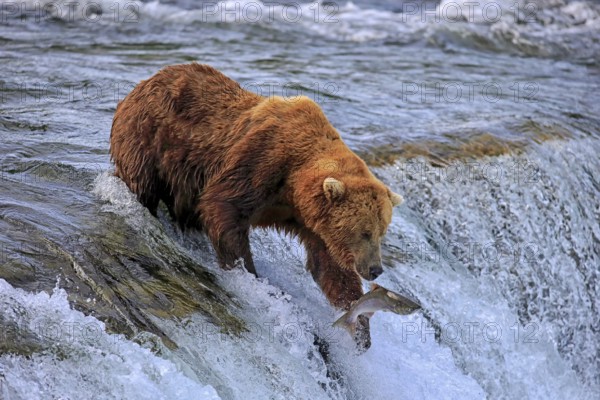 Grizzly bear (Ursus arctos horribilis), adult, in water, in summer, hunting with salmon, Brookes River, Katmai National Park, Alaska, USA, North America