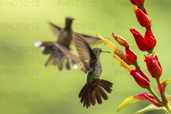 Green-fronted Brilliant Hummingbird (Heliodoxa jacula), Hummingbird (Trochilidae), Swiftbirds (Apodiformes), Laguna del Lagarto Lodge, Alajuela, Costa Rica, Central America