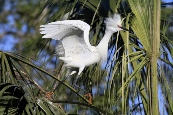 Great Egret (Egretta thula), adult, in breeding plumage, during breeding season, on tree, St. Augustine, Florida, North America, USA, North America