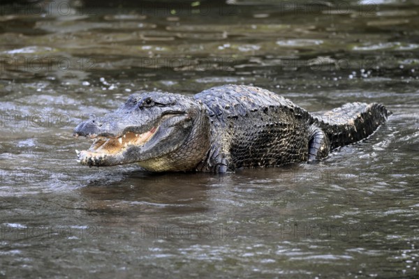 Mississippi Alligator (Alligator mississippiensis), pike alligator, adult, male, in water, threatening, Florida, USA, North America