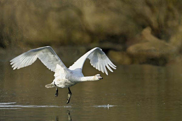 Mute swan (Cygnus olor), taking off from the water, Flachsee, nature reserve, Reusstal, Canton Aargau, Switzerland, Europe