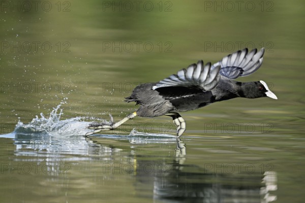 Eurasian Coot (Fulica atra), adult bird walking over water, Flachsee, Canton Aargau, Switzerland, Europe