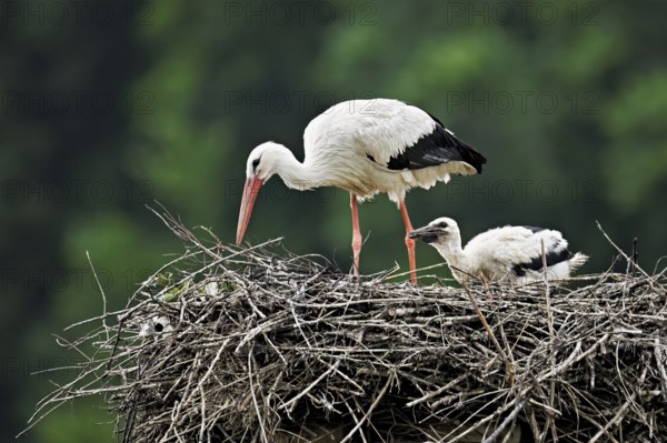 White stork (Ciconia ciconia), adult with chicks standing on eyrie, Canton Aargau, Switzerland, Europe