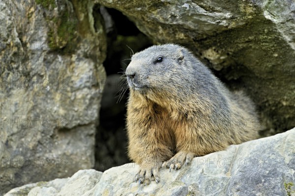 Alpine marmot (Marmota marmota), sitting on rocks, Switzerland, Europe