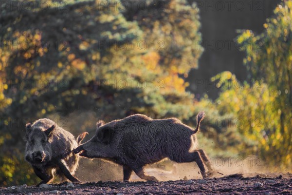 Two wild boars or wild pigs (Sus scrofa) fight in a clearing on hilly terrain. In the background you can see a forest in the fall foliage