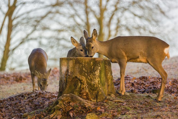 A female roe deer (Capreolus capreolus) and her fawn nibbling moss from a tree stump at sunrise. Another female fawn stands in the background