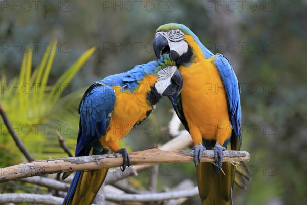 Yellow-breasted Macaw (Ara ararauna), adult, perch, pair, social behaviour, plumage care, South America