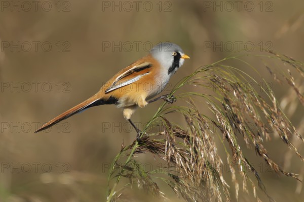 Bearded tit or reedling (Panurus biarmicus) adult male bird on a reed seedhead in a reedbed, England, United Kingdom, Europe