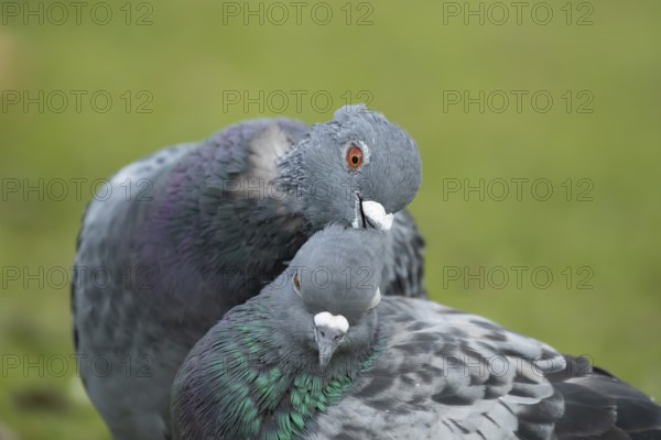 Feral pigeon (Columba livia domestica) two adult dove birds performing their courtship love display, England, United Kingdom, Europe