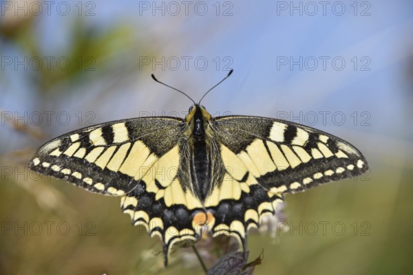 Swallowtail (Papilio machaon) seen in Berchtesgaden National Park, Bavaria, Germany, Europe