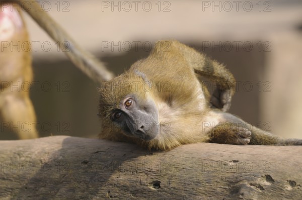 A baboon lies relaxed on a tree trunk and rests, Guinea baboon (Papio papio), captive, Germany, Europe