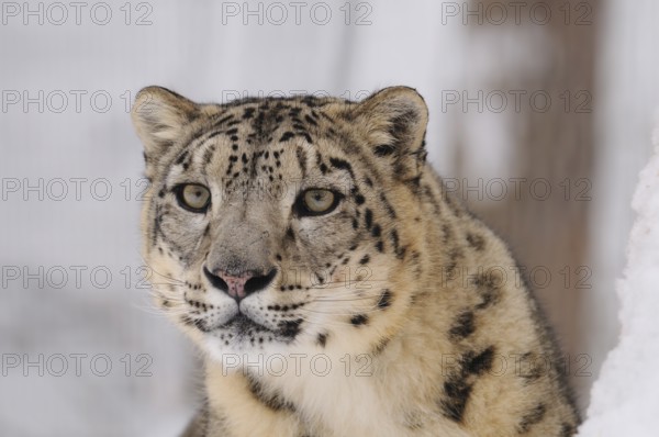A snow leopard sits in the snow and looks attentively, Snow leopard (Panthera uncia), captive