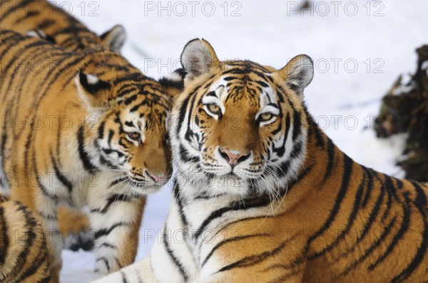 A tiger cub and a tiger mother lie in the snow and show a harmonious coexistence, Siberian tiger (Panthera tigris altaica), captive, occurrence Russia, North Korea and China