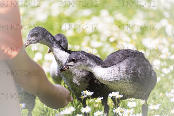 Eurasian Coot chicks (Fulica atra) three standing in a meadow, curiously looking at a child's hand, child's arm with red shirt, profile view, close-up, surrounded by daisies, background blurred, Dortmund, North Rhine-Westphalia, Germany, Europe