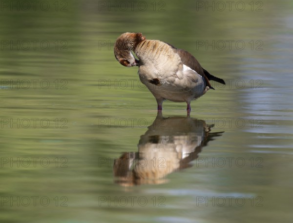 Egyptian goose (Alopochen aegyptiacus) grooming its feathers in shallow water in a pond, Thuringia, Germany, Europe
