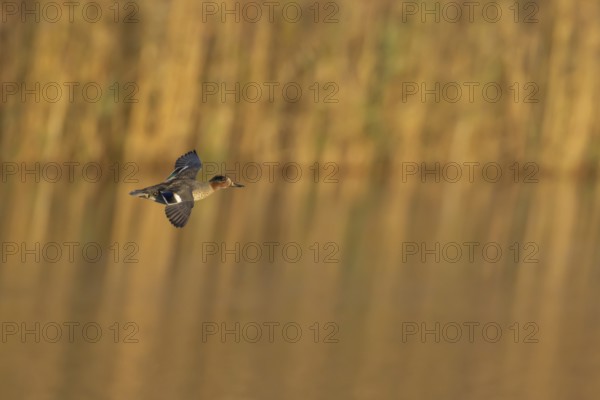 Common teal (Anas crecca) adult male bird flying over a lake, England, United Kingdom, Europe