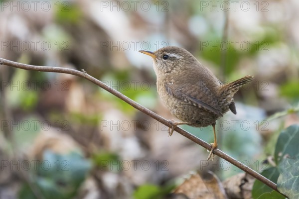 A wren (Troglodytes troglodytes) sitting on a branch with a blurred, natural background, Hesse, Germany, Europe