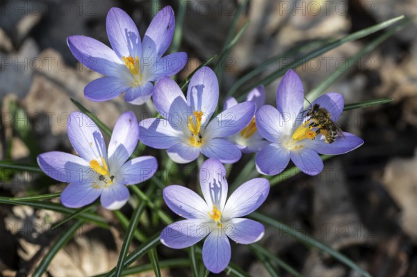 Elfin crocus (Crocus tommasinianus) with honey bee (Apis mellifera), Emsland, Lower Saxony, Germany, Europe
