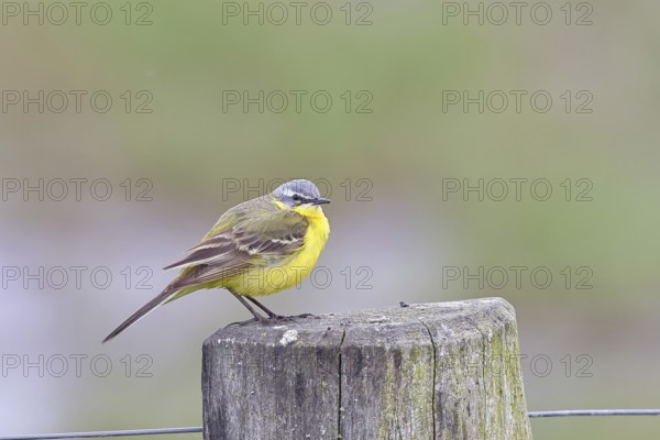 Yellow wagtail (Motacilla flava), on a pasture fence post, Dümmer, Lake Dümmer, Ochsenmoor, Hüde, Lower Saxony, Germany, Europe
