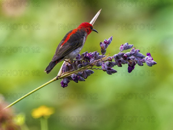 Sulawesi honeyeater (Myzomela chloroptera) red small bird on flower umbels, Sulawesi, Indonesia, Asia