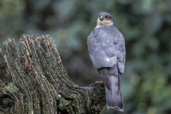 Sparrowhawk (Accipiter nisus), Emsland, Lower Saxony, Germany, Europe