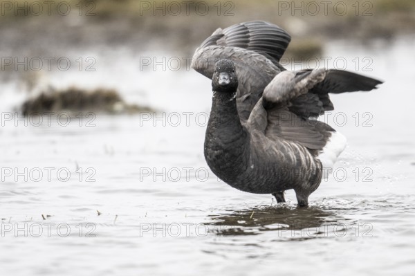 Brent goose (Branta bernicla), Amrum, Schleswig-Holstein, Germany, Europe