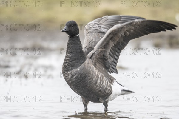 Brent goose (Branta bernicla), Amrum, Schleswig-Holstein, Germany, Europe