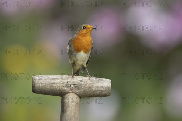 European robin (Erithacus rubecula) adult bird on a garden fork handle, England, United Kingdom, Europe