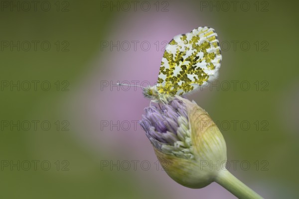 Orange tip butterfly (Anthocharis cardamines) adult insect resting on garden Allium flowers in spring, England, United Kingdom, Europe