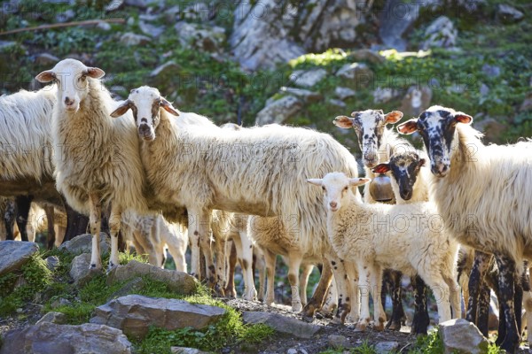 Flock of sheep with lamb on rocky pastureland, sheep (e) or goat (n), ovis, caprae, Crete, Greek Islands, Greece, Europe