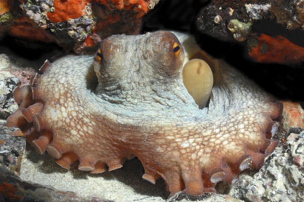 Octopus (Octopus vulgaris) hiding blocks access to cave dwelling with tentacles looks directly at observer, Mediterranean Sea, Cabrera Marine Reserve, Majorca, Balearic Islands, Spain, Europe