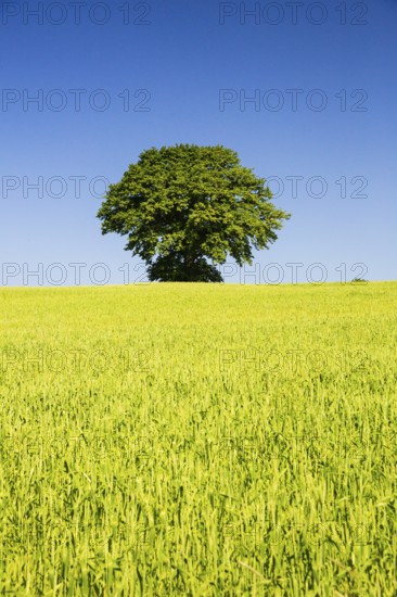 Tree behind a wheat field