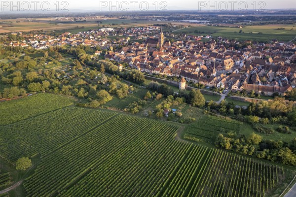 Vineyard and town view of Bergheim seen from the air, Alsace, France, Europe