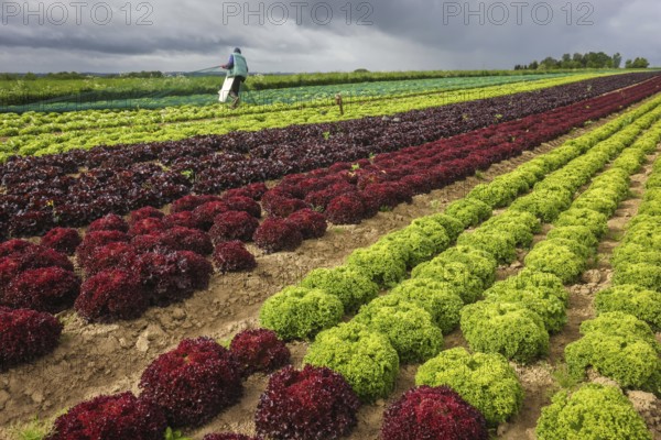 Soest, Sauerland, North Rhine-Westphalia, Germany - Vegetable cultivation, lettuce plants grow in rows in the field, oak leaf lettuce (Lactus sativa var. crispa), also known as oak leaf lettuce or American lettuce, and Lollo Bianco and Lollo Rosso