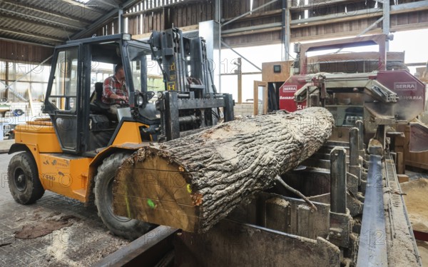 Solingen, North Rhine-Westphalia, Germany - Oak logs on the bandsaw in the sawmill, construction timber is scarce and expensive, carpentry and joinery companies are struggling with rapidly rising raw timber prices in times of the coronavirus crisis, and large quantities of logs are being exported to China and the USA