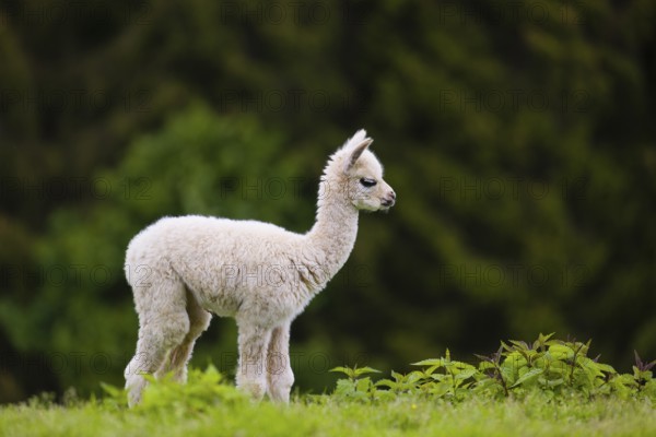One young Alpaca (Vicugna pacos) stands on a fresh green meadow . A green forest in the distant background