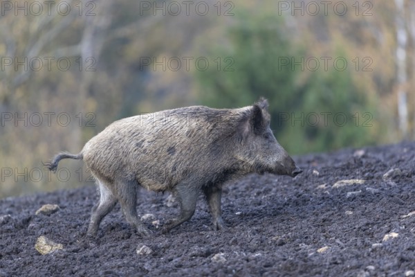 One wild boar or wild pig (Sus scrofa), walking over a muddy opening searching for food, with an autumnal colored forest in the background