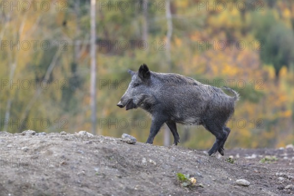 One wild boar or wild pig (Sus scrofa), walking over an opening in early morning light, searching for food, with an autumnal colored forest in the background